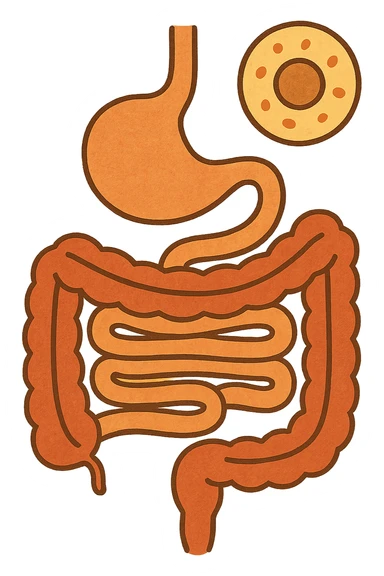 Anatomical illustration of the human digestive system, showing a cell, small intestine, and large intestine. Smooth 3D style, soft shading, clean and simple design.
 sticker