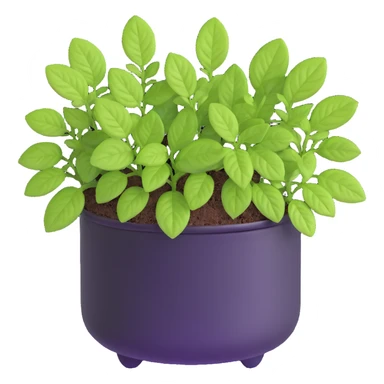 Small sprouts of Plectranthus Verticillatus with extremely round perfect circle leaves growing in a shiny metallic pot sticker
