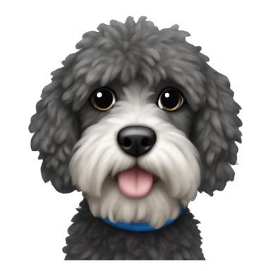 Fluffy Cockapoo with Black sweather and blue hearts sticker