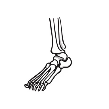 hand-drawn skeleton foot anatomy with visible bones and joints sticker