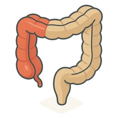 intestine in 2D isometric style, minimalist background, soft shadows and highlights, transparent background, variant with emphasis on thick section sticker