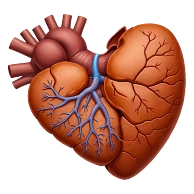 Liver original professional image sticker