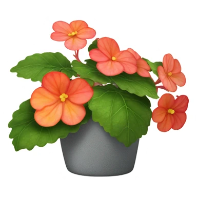 Begonia flower plant  sticker
