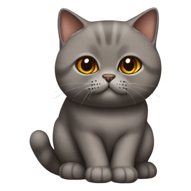 british shorthair cat in choclate with Brown eyes sitting  sticker