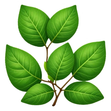 Guava leaves from the guava plant sticker