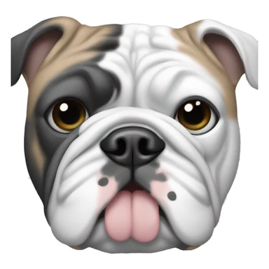 English bulldog in black gray and white with blue eyes sticker