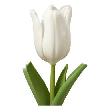 tulipan blanco  sticker