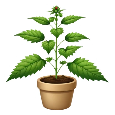 Nettle plant  sticker