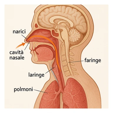 sagittal section of head showing air passing from nostrils to lungs, with captions in Italian sticker