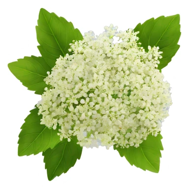 Elderflower sticker