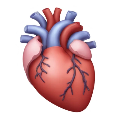 Anatomy heart sticker