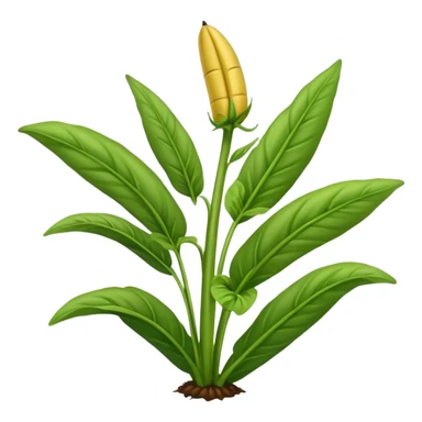 Plantain herb  sticker