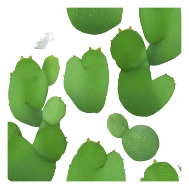 Opuntia ficus-indica sticker