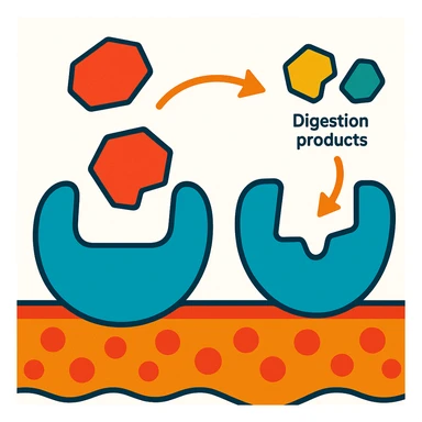 Ultra-detailed scientific illustration  (like in a school book) of enzyme digestion. Macro molecular view, clean white background, no text, no human figures or cartoon characters. Purely biological focus. sticker