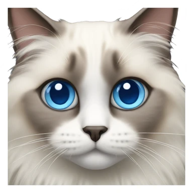 Ragdoll cat with blue eyes  sticker
