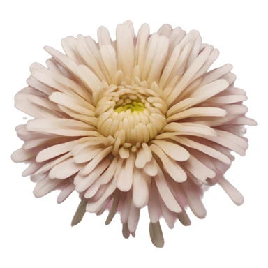 Chrysanthemum sticker