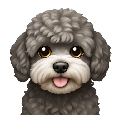 Dog maltipoo dark grey/brown fur sitting sticker