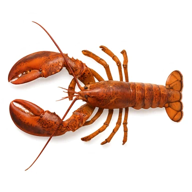 Lobster sticker