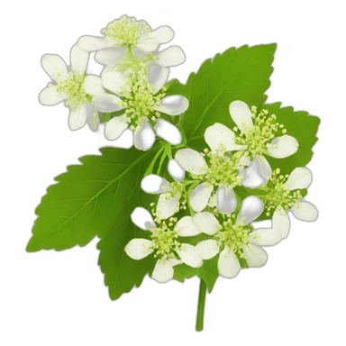 elderflower sticker