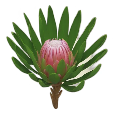 protea sticker