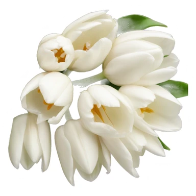 a bouquet of white and light pink tulips  sticker