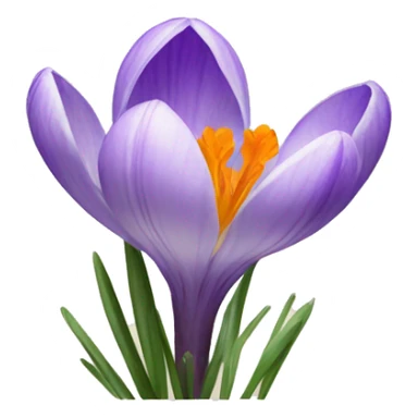 Crocus sticker