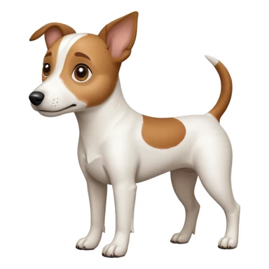 a full body white jack russel looking dog the size of a kelpie with light brown ears and a light brown patch on one eye, flopped down ears and a large snout sticker