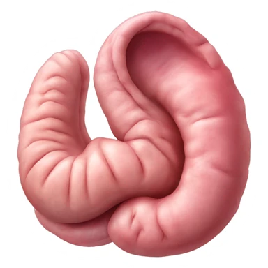 Realistic image of a human stomach, with its J-shape, inner folds, and a smooth pinkish surface, showing clear anatomical details and subtle shading.” sticker