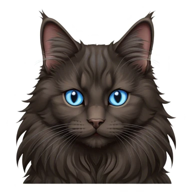 Black Maine coon with blue eyes  sticker