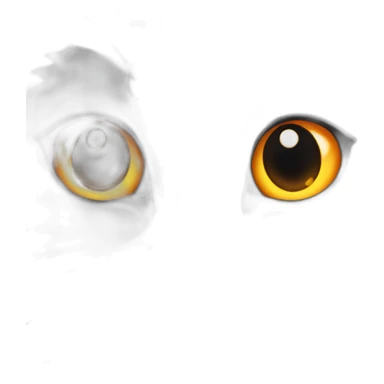 whole gray cat with orange eyes rolex watch sticker