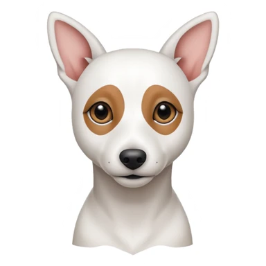 a fully white jack russell the size of a kelpie with floppy ears and a half white face sticker