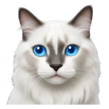 White Ragdoll cat whit blue eyes walking  sticker