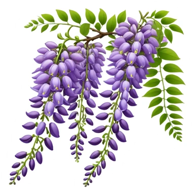 Wisteria raceme with mixed blooming stages - some flowers fully open in purple, others still in bud stage, hanging gracefully with green leaves sticker