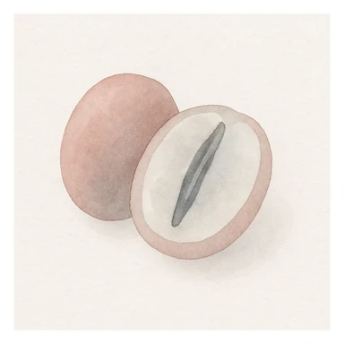 watercolor art of a coffee berry cut in half showing the coffee bean inside sticker