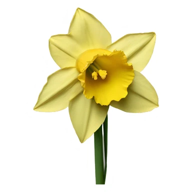 daffodil sticker