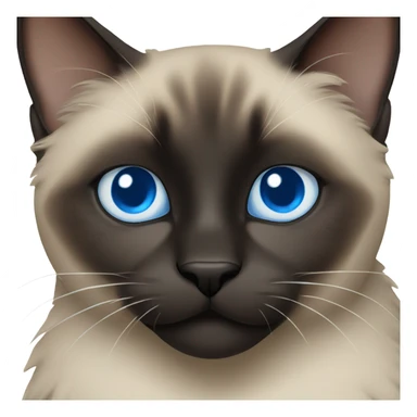 fluffy black and dark siamese cat with blue eyes  sticker