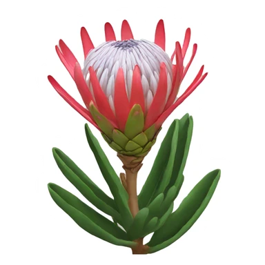 protea sticker