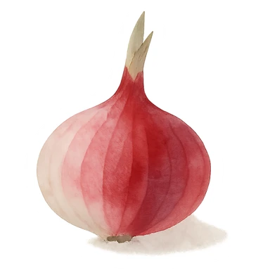 watercolor style red onion, no background sticker