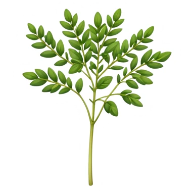 Fenugreek plant  sticker