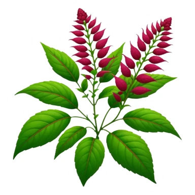 amaranth plant sticker