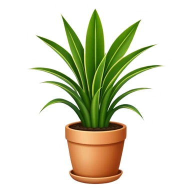 Snake plant with these leaves in basic pot sticker