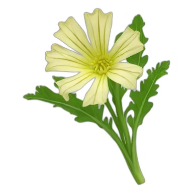 Chicory sticker