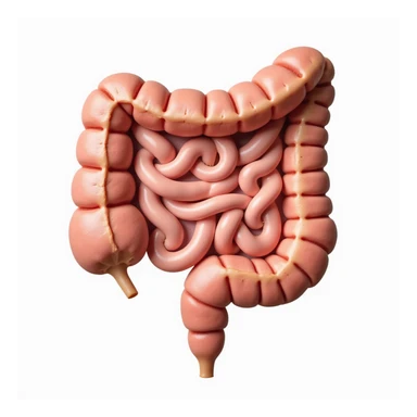 healthy human intestine, anatomical, cross section showing clean and regular inner walls, natural color, realistic style, white background sticker