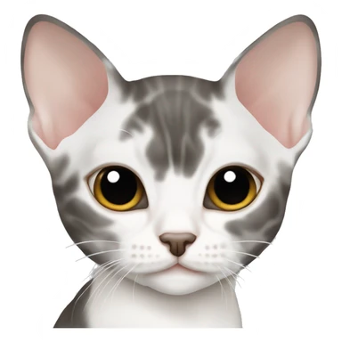 Devon Rex white and gray sticker