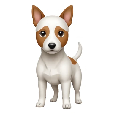 a fully white jack russell the size of a kelpie with floppy ears and a half white face sticker