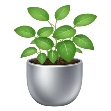 Young sprouts of Plectranthus Verticillatus with round circular leaves in a silver metallic pot sticker