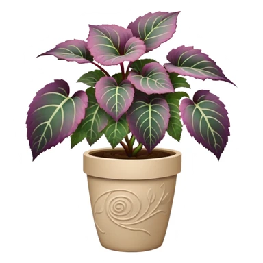 Begonia Rex plant with only greenish-purple spiral patterned leaves in a beige pot, no flowers sticker