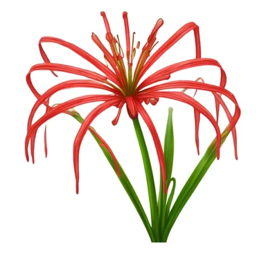 Lycoris radiata sticker