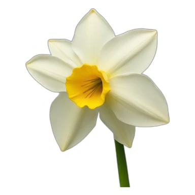 Flower of Narcissus sticker