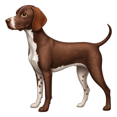 reddish brown german short haired pointer spotted  sticker
